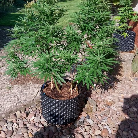 "Anna-Rebecca" growlog timeline photo