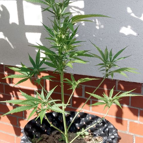 "Anna-Rebecca" growlog photo: Steckling vom 21.07.