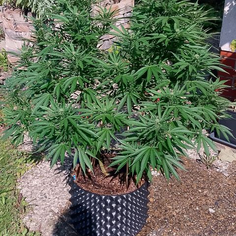 "Anna-Rebecca" growlog timeline photo