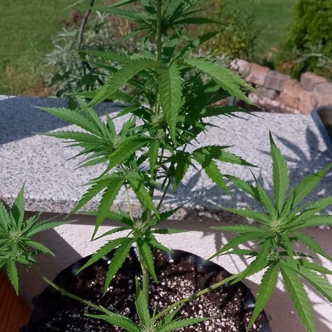 "Anna-Rebecca" growlog timeline photo