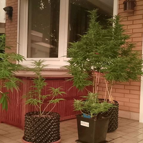 "Anna-Rebecca" growlog timeline photo