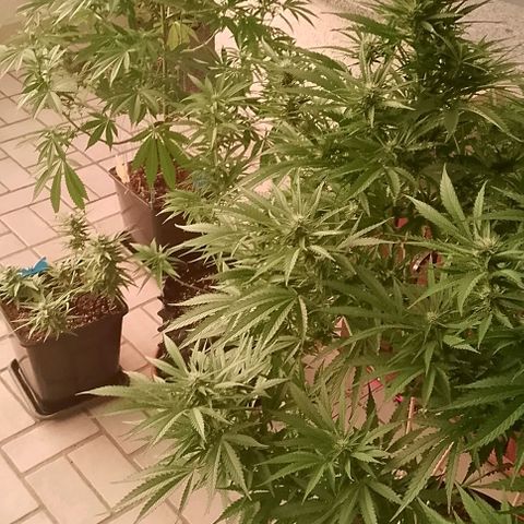 "Anna-Rebecca" growlog timeline photo