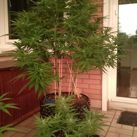 "Anna-Rebecca" growlog timeline photo