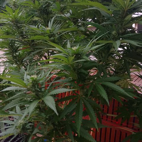 "Anna-Rebecca" growlog timeline photo