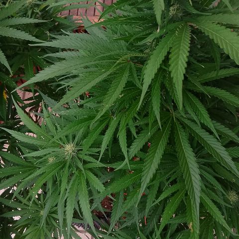 "Anna-Rebecca" growlog timeline photo