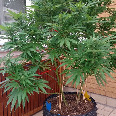 "Anna-Rebecca" growlog timeline photo