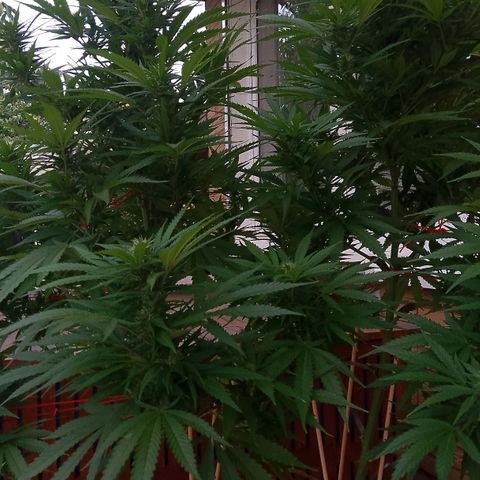 "Anna-Rebecca" growlog timeline photo