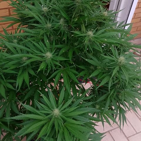 "Anna-Rebecca" growlog timeline photo