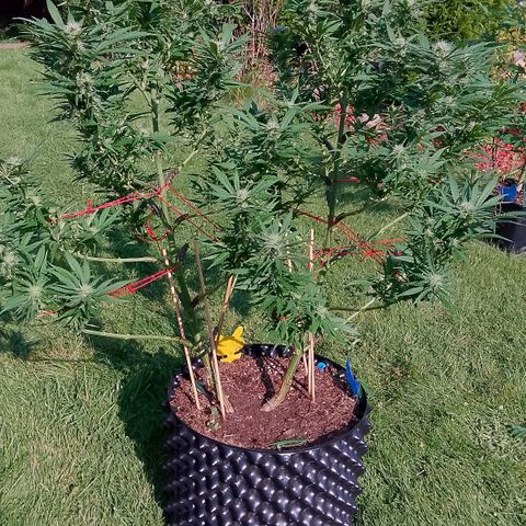 "Anna-Rebecca" growlog timeline photo