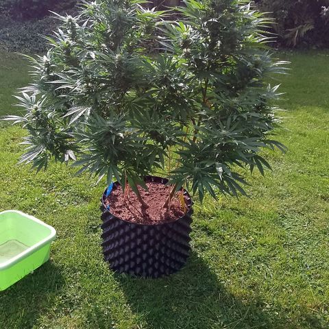"Anna-Rebecca" growlog timeline photo