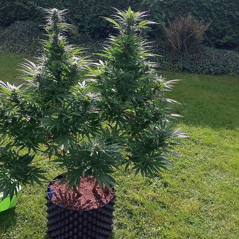 "Anna-Rebecca" growlog timeline photo