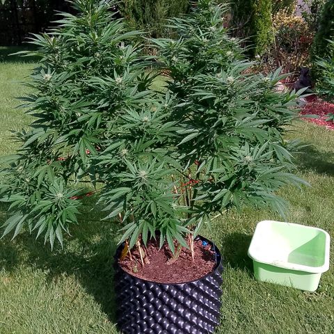 "Anna-Rebecca" growlog timeline photo