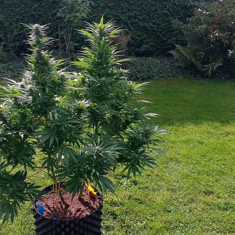 "Anna-Rebecca" growlog timeline photo