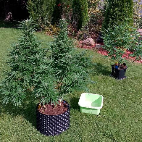 "Anna-Rebecca" growlog timeline photo
