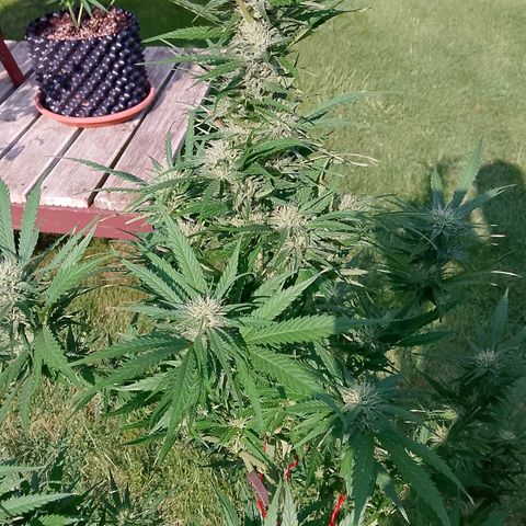 "Anna-Rebecca" growlog photo: Trieb 1 und Trieb 2
