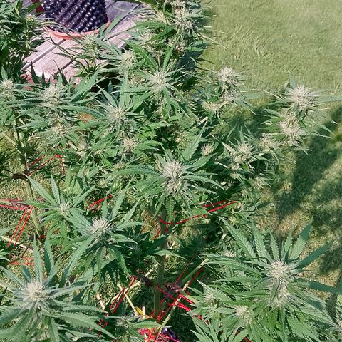 "Anna-Rebecca" growlog photo: Trieb 1 und Trieb 2