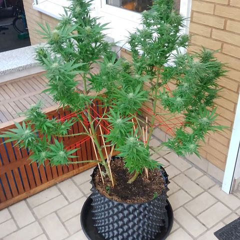"Anna-Rebecca" growlog timeline photo