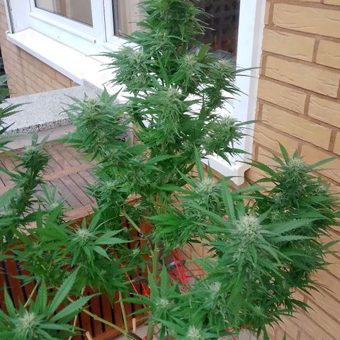 "Anna-Rebecca" growlog timeline photo