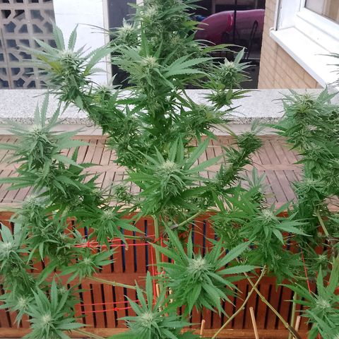 "Anna-Rebecca" growlog timeline photo