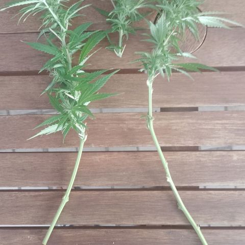 "Anna-Rebecca" growlog photo: Nur fette Buds bitte! 😄