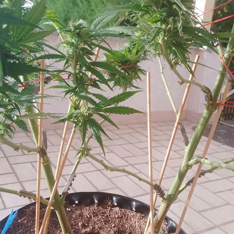 "Anna-Rebecca" growlog photo: Rechter Teil der Pflanze, den unteren linken Trieb entfernt 