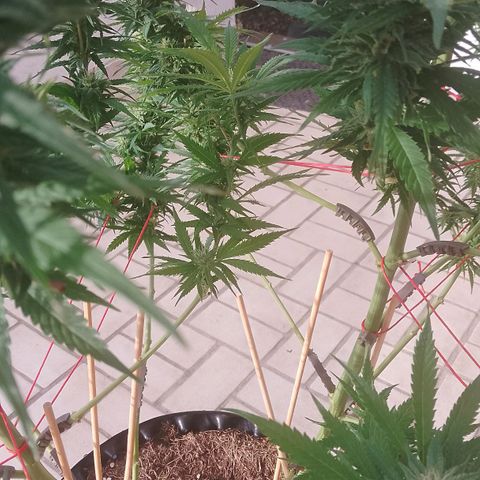 "Anna-Rebecca" growlog photo: Den kleinen Trieb in der Mitte vom linken Teil der Pflanze entfernt.