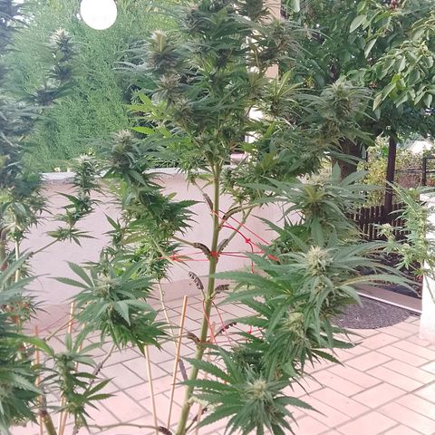 "Anna-Rebecca" growlog photo: Die beiden Pflanzenteile