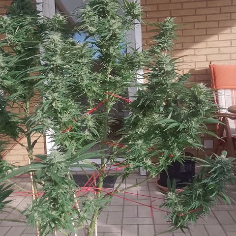 "Anna-Rebecca" growlog photo: Die beiden Pflanzenteile