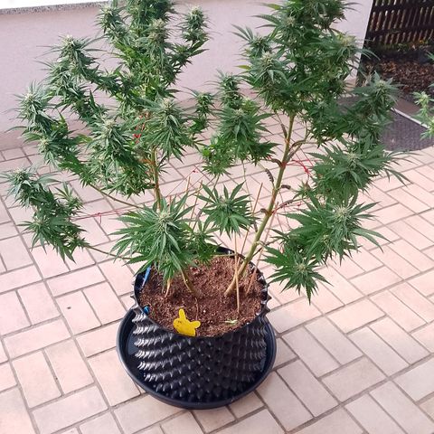 "Anna-Rebecca" growlog timeline photo