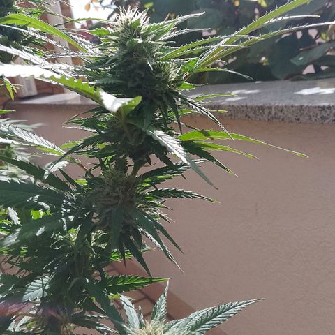 "Anna-Rebecca" growlog timeline photo