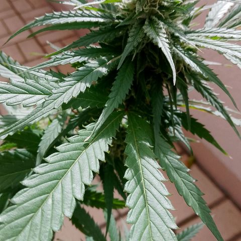 "Anna-Rebecca" growlog timeline photo