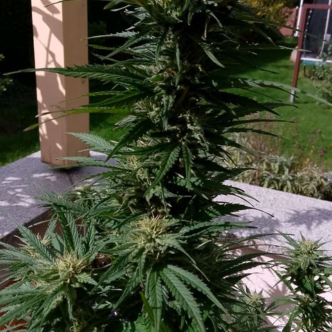 "Anna-Rebecca" growlog timeline photo