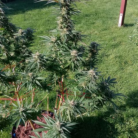 "Anna-Rebecca" growlog timeline photo