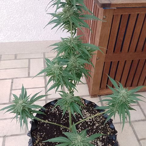 "Anna-Rebecca" growlog timeline photo