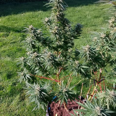"Anna-Rebecca" growlog timeline photo