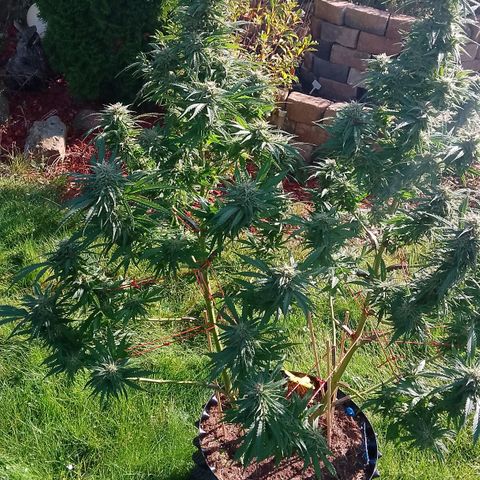 "Anna-Rebecca" growlog timeline photo
