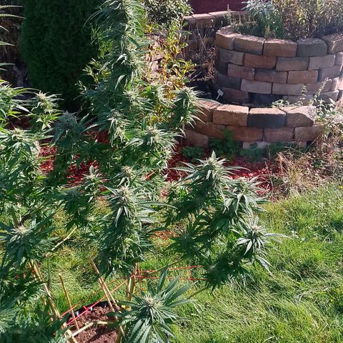 "Anna-Rebecca" growlog timeline photo