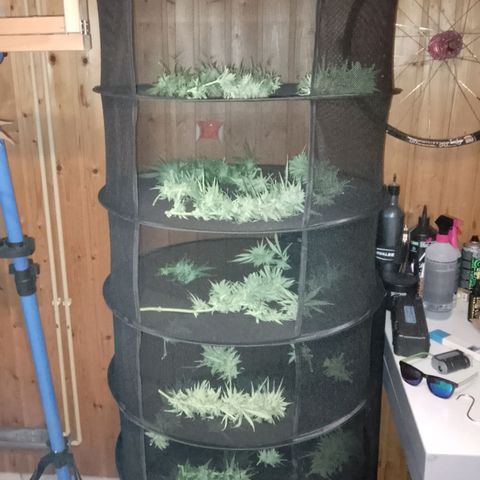 "Anna-Rebecca" growlog photo: Rebecca
