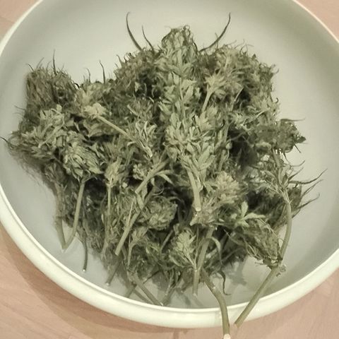 "Anna-Rebecca" growlog photo: Rebecca 49,5 g