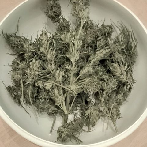 "Anna-Rebecca" growlog photo: Anna 61g