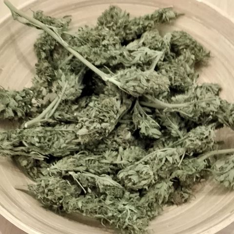 "Anna-Rebecca" growlog photo: Anna 61g
