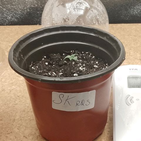 Stress Killer Automatic growlog timeline photo