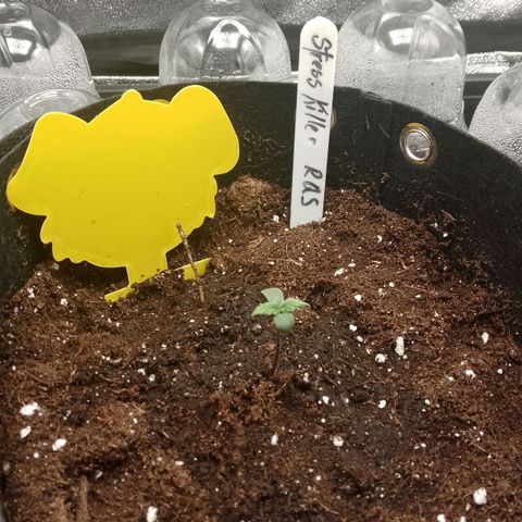 Stress Killer Automatic growlog timeline photo