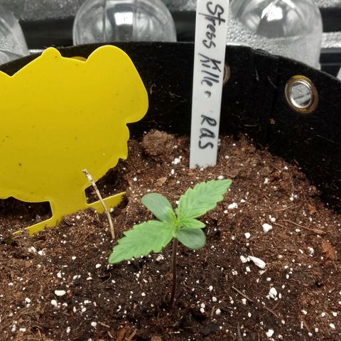 Stress Killer Automatic growlog timeline photo