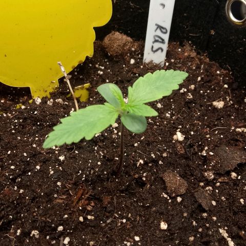 Stress Killer Automatic growlog timeline photo