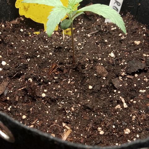 Stress Killer Automatic growlog timeline photo