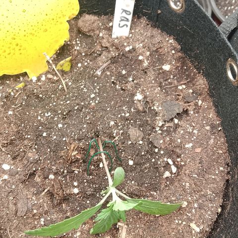 Stress Killer Automatic growlog timeline photo