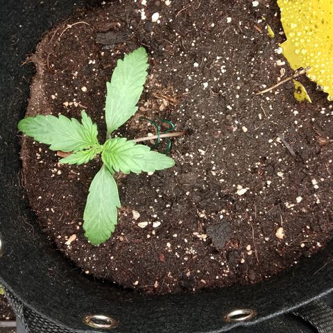 Stress Killer Automatic growlog timeline photo