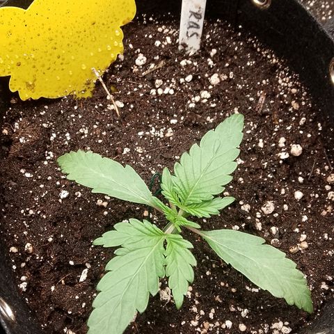 Stress Killer Automatic growlog timeline photo