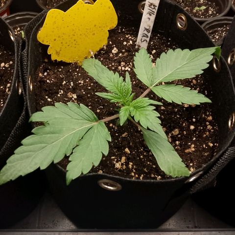 Stress Killer Automatic growlog timeline photo